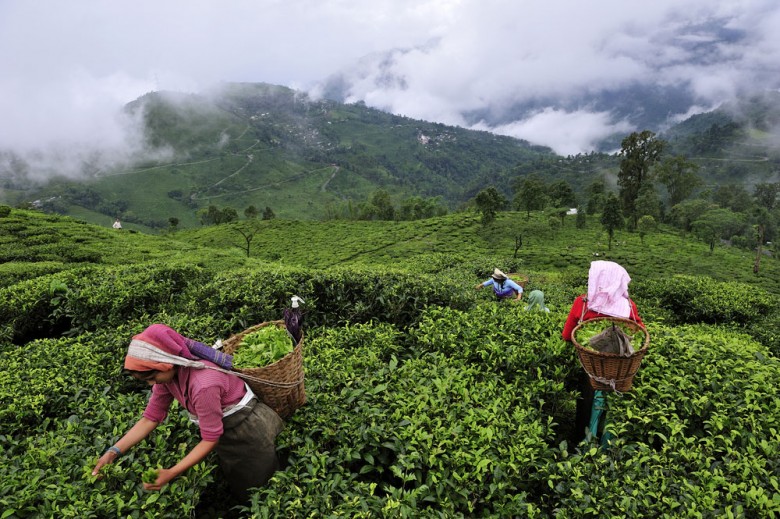 Comment et où est cultivé la plante du thé (théier) ?